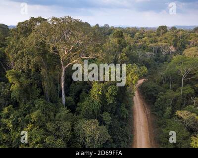 Drohne Luftaufnahme des amazonas-Regenwaldes in Jamanxim National Forest, para, Brasilien. Riesige Bäume auf einer illegalen Straße in einem gefährdeten Bereich des Waldes. Stockfoto