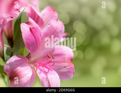 Rosa Peruanische Lilie auf einem weichen Bokeh grünen Hintergrund Stockfoto