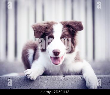 Liebenswert Border Collie Welpe sitzt auf dem Boden. Vier Monate alte süße flauschige Welpen im Stadtpark. Stockfoto