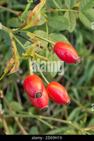 Hundsrose (Rosa Canina) Blätter und Früchte (Hüfte), Nahaufnahme Stockfoto