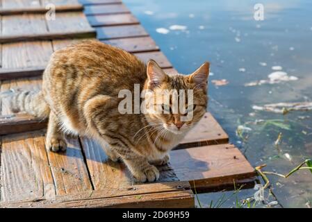 Nette Erwachsene rot gestromte Katze Jagd im Freien Stockfoto