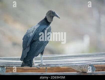 Amerikanischer Schwarzgeier (Coragyps atratus) Wird häufig in vielen Gebieten von Peru und hier gefunden An der Küste von Nord-Peru Stockfoto