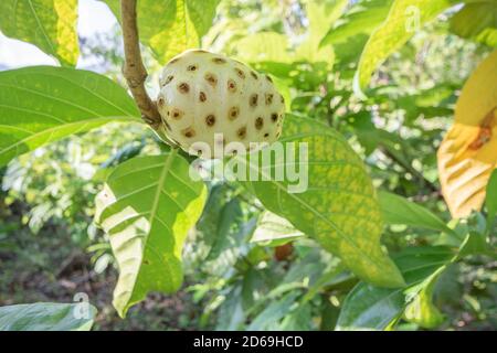 Frucht auf dem Noni Baum (Morinda citrifolia) - sie hat einen starken, nicht so angenehmen Geruch und wird hier in Peru wachsen gesehen. Stockfoto