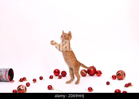 Rot verspieltes Kätzchen steht auf seinen Hinterbeinen auf weißem Hintergrund, rote Weihnachtskugeln liegen herum. Stockfoto