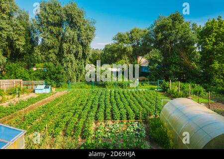 Erhöhter Blick Auf Gemüsegarten In Kleinstadt Oder Dorf. Kartoffelplantage Und Treibhaus Am Sommerabend. Village Garden Betten Stockfoto