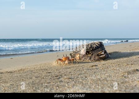 Painted Ghost Crab (Ocypode gaudichaudii), gefunden an den Stränden im Norden Perus, gräbt Löcher in den Strand und zieht sich in diese als Bedrohungen nähern. Stockfoto