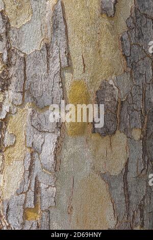 Rinde des Ausrufezeichens! London Plane Tree (Plantanus x Acerifolia 'Horton Circle') Stockfoto