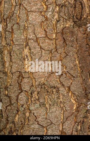 Rinde der Europäischen Erle (Alnus glutinosa) Stockfoto