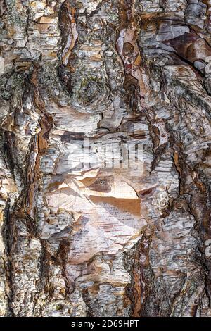 Rinde der Heritage River Birch (Betula nigra 'Cully') Stockfoto