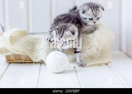 Zwei kleine Kätzchen spielen mit Garn, Wollkugeln Stockfoto