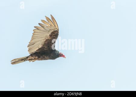 Putengeier (Cathartes Aura) Häufig in vielen Gebieten von Peru und hier auf gefunden Die Küste von Nord-Peru Stockfoto