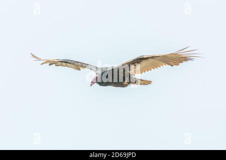 Putengeier (Cathartes Aura) Häufig in vielen Gebieten von Peru und hier auf gefunden Die Küste von Nord-Peru Stockfoto