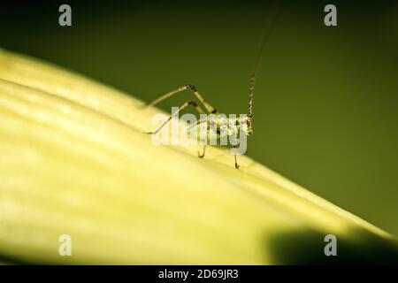 Makrofotografie eines Cricket Insect auf einem grünen Blatt, Seitenansicht. Stockfoto