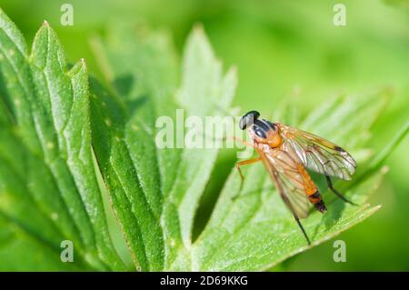 Seitlich erhöhte Nahaufnahme einer Schnepfenfliege (lat: Rhagio scolopaceus), die auf einem Blatt sitzt. Stockfoto