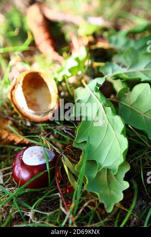 'Autumn Conkers' September 2020 Dieses Foto wurde am Fuße eines Konkerbaumes im Cotswold England aufgestellt. Stockfoto