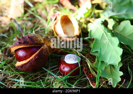 'Autumn Conkers' September 2020 Dieses Foto wurde am Fuße eines Konkerbaumes im Cotswold England aufgestellt. Stockfoto