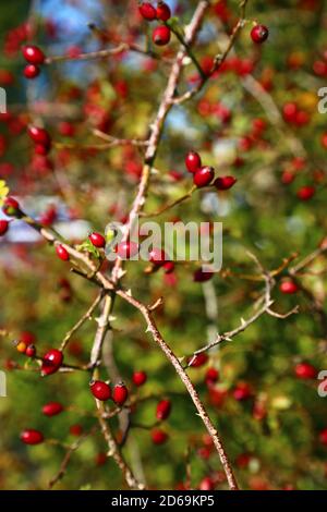 'Wilde Früchte' September 2020 Stockfoto