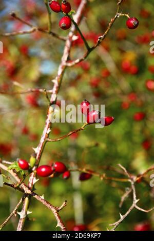 'Wilde Früchte' September 2020 Stockfoto