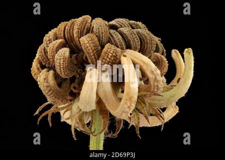 Calendula officinalis, Ringelblume, Garten-Ringelblume, Nahaufnahme, Samen (Früchte) Stockfoto