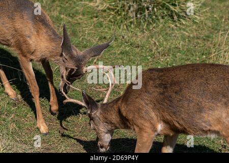 Weißschwanz-Hirsch Bucks Sparring Locking Antler. Oregon, Ashland, Cascade Siskiyou National Monument, Fall Stockfoto