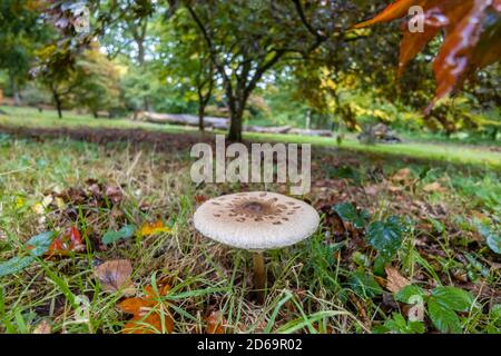 Sonnenschirm Pilz oder zotteliger Sonnenschirm, (Macrolepiota procera oder Chlorophyllum rhacodes) im Laubgehölz, Surrey, Südostengland, im Herbst Stockfoto