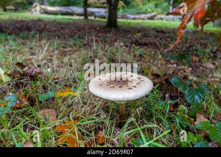 Sonnenschirm Pilz oder zotteliger Sonnenschirm, (Macrolepiota procera oder Chlorophyllum rhacodes) im Laubgehölz, Surrey, Südostengland, im Herbst Stockfoto