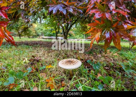 Sonnenschirm Pilz oder zotteliger Sonnenschirm, (Macrolepiota procera oder Chlorophyllum rhacodes) im Laubgehölz, Surrey, Südostengland, im Herbst Stockfoto