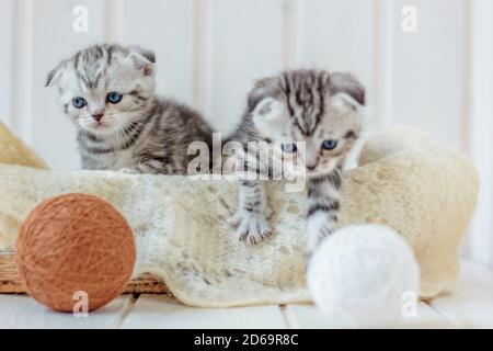 Zwei kleine Kätzchen spielen mit Garn, Wollkugeln Stockfoto