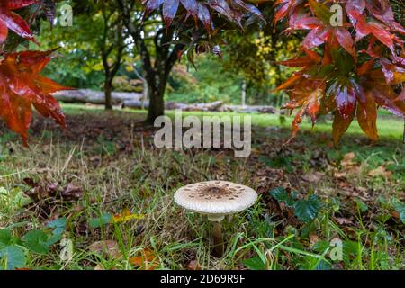 Sonnenschirm Pilz oder zotteliger Sonnenschirm, (Macrolepiota procera oder Chlorophyllum rhacodes) im Laubgehölz, Surrey, Südostengland, im Herbst Stockfoto