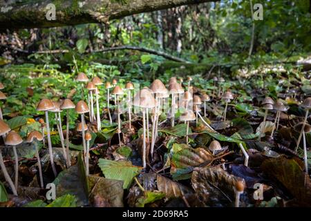 Gruppe kleiner Toadstocker mit kegelförmiger Kappe, die im Unterholz wächst, Winkworth Arboretum bei Godalming, Surrey, Südostengland, im Herbst Stockfoto