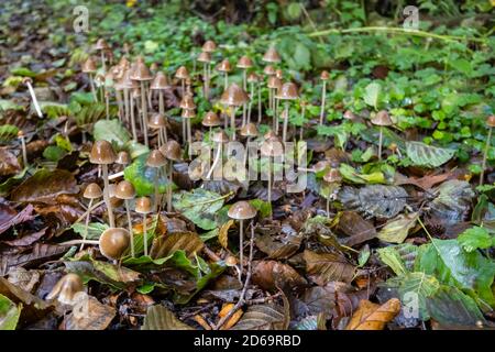 Gruppe kleiner Toadstocker mit kegelförmiger Kappe, die im Unterholz wächst, Winkworth Arboretum bei Godalming, Surrey, Südostengland, im Herbst Stockfoto