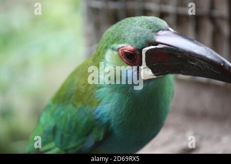 Nahaufnahme des Hornbills auf unscharfem Hintergrund Stockfoto