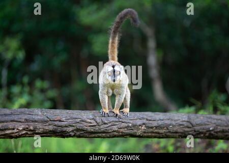 Ein brauner Lemur steht auf einem Baumstamm Stockfoto