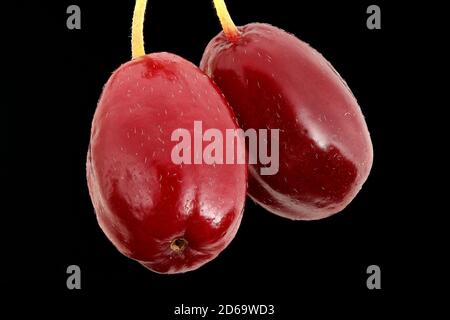 Cornus Mas, Kornelkirsche, Kornelkirsche, Nahaufnahme, Früchte Stockfoto