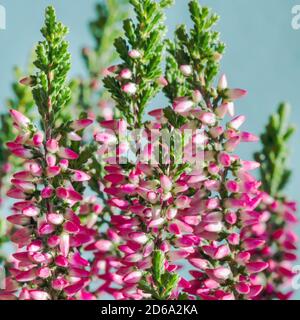 Calluna vulgaris (bekannt als Heidekraut, Leng oder einfach Heidekraut). Heller, farbenfroher Herbsthintergrund. Stockfoto