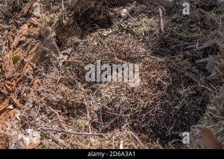 Drei ein Erwachsener und zwei Igel schlafen in ihrem Nest, getarnt gegen getrocknete Gräser, die nach der Entfernung eines alten Schuppen gefunden wurden. Stockfoto