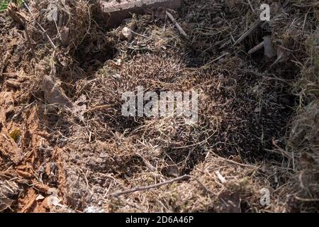 Drei ein Erwachsener und zwei Igel schlafen in ihrem Nest, getarnt gegen getrocknete Gräser, die nach der Entfernung eines alten Schuppen gefunden wurden. Stockfoto