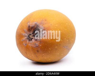 Verrotteten Kürbis auf weißem Hintergrund Stockfoto