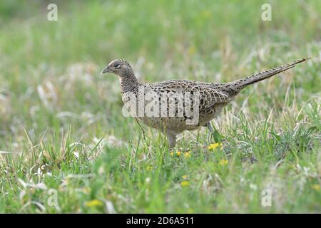 Fasanenhenne beim Gehen und lauern im Gras während des sonnigen Frühlings Stockfoto