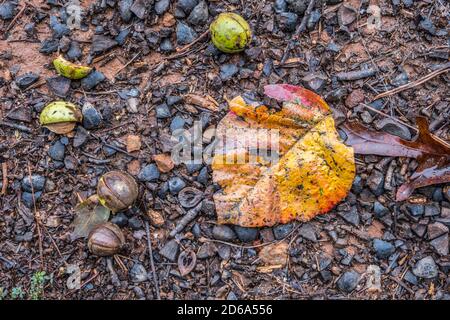 Gefallene Nüsse mit Muscheln und Zweigen und eine helle bunte Herbstblatt und andere Trümmer alle auf dem Waldboden Nach dem Niederschlag Stockfoto