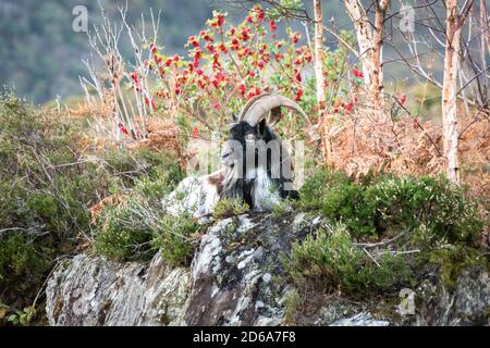 Wild billy Goat Lounges auf einem Hügel in Kerry in Irland. Jedes Jahr wird eine Wildziege aus diesen Hügeln zum König der zweitägigen Puck-Messe in Killorglin gekrönt. Stockfoto