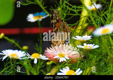 Schmetterling trinkt Nektar aus Blumen Deutsche Kamille und Xerochrysum bracteatum,- Allgemein bekannt als die goldene ewige oder Strohblume Stockfoto