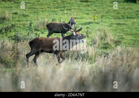 Irish Red Deer Hirsch mit beeindruckenden Geweih Balgen während der Brunftzeit im Killarney National Park in Kerry in Irland Stockfoto