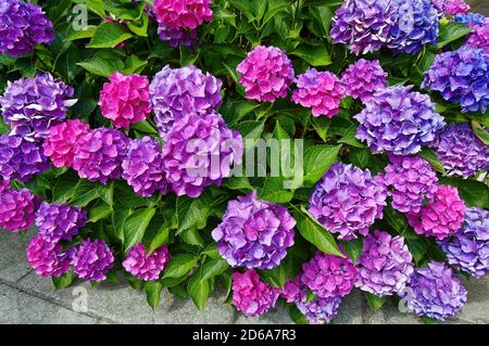 Hortensienblüten; Lavendel; rosa; blau, Blumen; glänzend grüne Blätter; Nahaufnahme; Strauch, Garten, Natur, bunt, Sommer Stockfoto