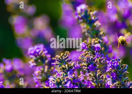 Europäische Honigbiene APIs mellifera fliegen über blühenden Lavendelblüten, Dobrudja, Bulgarisch Countryside, Juli 2020 Stockfoto