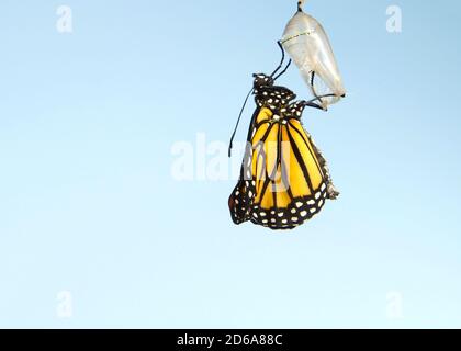 Nahaufnahme eines Monarchen-Schmetterlings, der an einer Chrysalis hängt, Flügel langsam ausdehnend, Flügel noch gewellt, nicht vollständig ausgestreckt. Hellblauer Hintergrund. Stockfoto