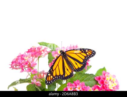 Nahaufnahme eines Monarch-Schmetterlings, der auf rosa und gelben lantana-Blüten ruht, isoliert auf Weiß. Flügel geöffnet. Stockfoto