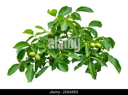 Grüne Walnüsse auf Walnusszweig isoliert auf weißem Hintergrund. Stockfoto