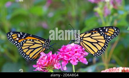 Zwei Monarch Schmetterlinge von Angesicht zu Angesicht sitzen auf rosa lantana Blumen. Querformat. Stockfoto