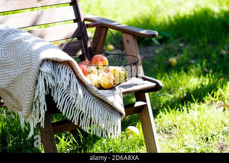 Gerade geerntet Herbst Äpfel in den Metallkorb und gemütlich Warmes Karaid auf Holzstuhl im Garten Stockfoto